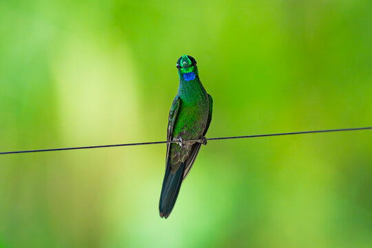 Hummingbird perched in Mindo-Nambillo Protected Forest Ecuador