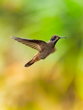 Hummingbird in flight in Mindo-Nambillo Protected Forest
