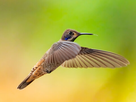 Hummingbird in flight in Mindo-Nambillo Protected Forest