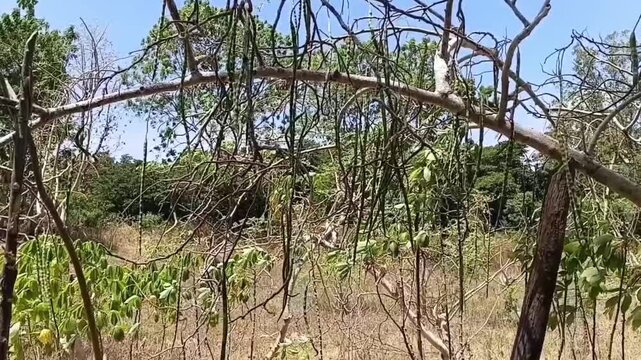Static distance shot of Moringa oleifera tree laden with green drumstick pods swaying in wind, tropical organic farm landscape with miracle tree
