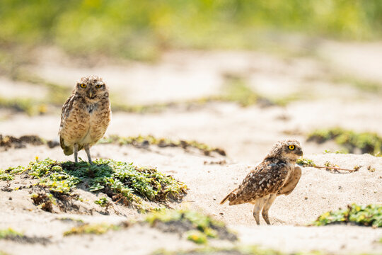 Burrowing owl pair on sandy shore in La Chocolatera, Ecuador