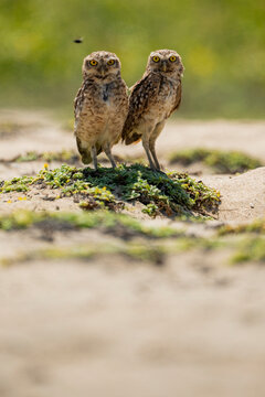 Burrowing owl pair on sandy ground in La Chocolatera