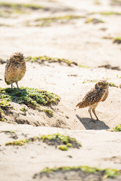 Burrowing owl pair on sandy beach in La Chocolatera, Ecuador