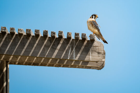 American kestrel perch on wooden structure in La Chocolatera