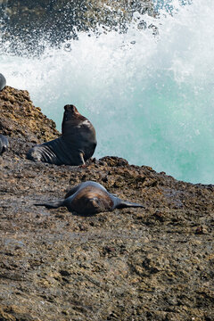 Sea lion rest on rocky shore at La Chocolatera, Ecuador