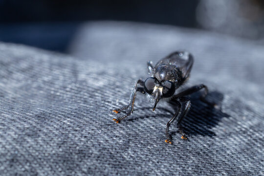 Extreme close up macro shot of a robber fly (Asilidae).