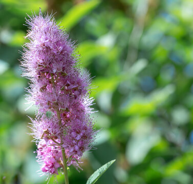Close up macro shot of a blooming pink Spiraea douglasii flower (Douglas' spirea) in a summer garden.