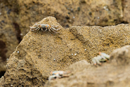 Crab on coastal rock at Los Frailes Beach, Ecuador