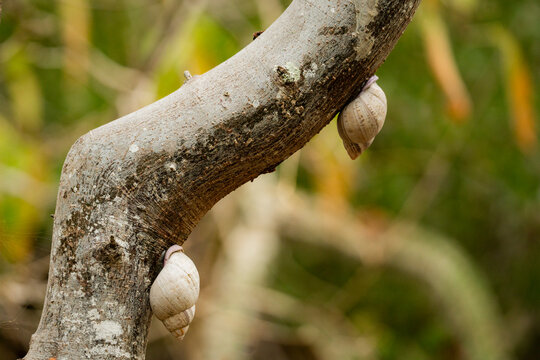 Snail on tree trunk in Los Frailes Beach forest