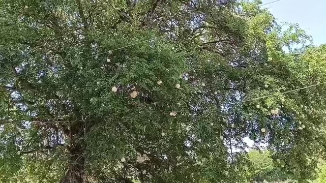 Static distance shot of wood apple tree Limonia acidissima loaded with round fruits, exotic Asian elephant apple tree growing in sunny rural field