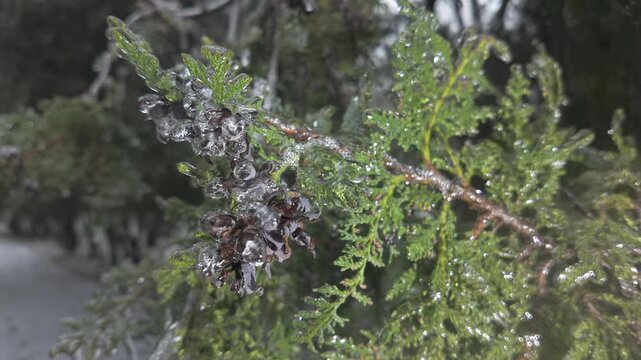Close-up of icy twigs with evergreen leaves on arborvitae sparkle in light, concept transition from fall to winter. Natural winter scene green branches of thuja tree covered in thin layer of ice.