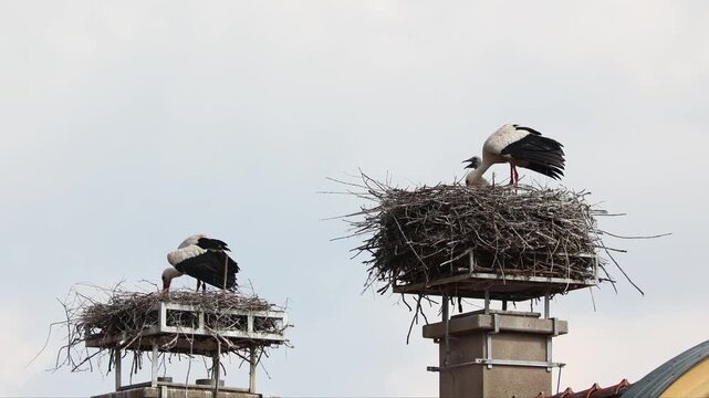White Stork, Ciconia ciconia with small babies on the nest in Oettingen, Swabia, Bavaria, Germany in Europe. Ciconia ciconia is a bird in the stork family Ciconiidae.Its plumage is mainly white