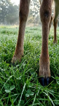 Close-up of hoofed animal's legs standing in lush green pasture with morning dew, suitable for livestock, farming, and agricultural content.