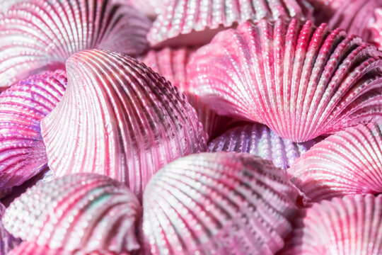 Shells painted with pink, purple and green pearlescent acrylic paint background backdrop. Home decor ideas concept.