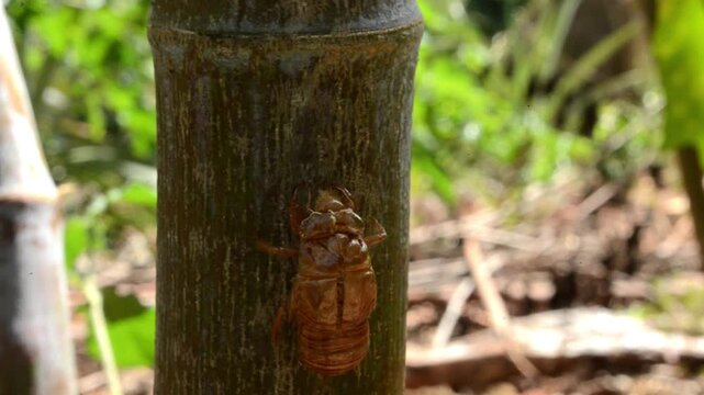 Splits Open Back Of Cicada Outer Shell,