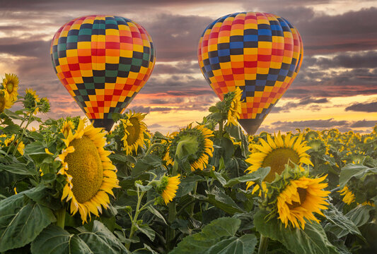 Beautiful summer sunrise sky and colorful hot air balloons ascending into the sky and large yellow sunflowers in the foreground.