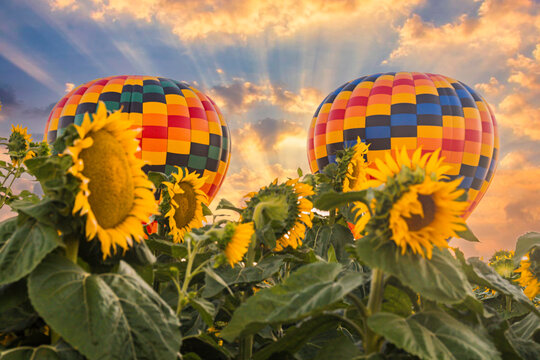 Beautiful summer sunrise sky and colorful hot air balloons ascending into the sky and large yellow sunflowers in the foreground.