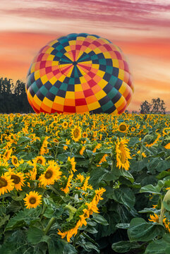 Beautiful summer sunrise sky and colorful hot air balloons ascending into the sky and large yellow sunflowers in the foreground.