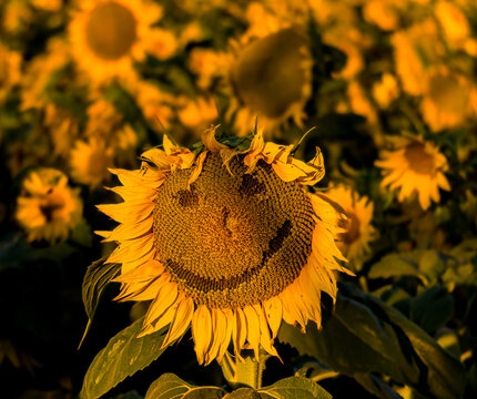Large yellow sunflower in the early morning glow light with a smiling face.