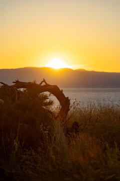 Golden sunset over sea with silhouette of dry tree