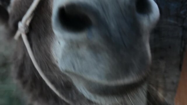 Extreme close-up of a domestic donkey bringing its muzzle toward the camera and appearing to sniff the lens. The video highlights the animal's nostrils, nose movement, whiskers and curious behavior.