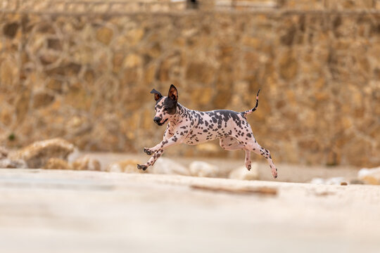 Hairless terrier sprinting and jumping outdoors in motion