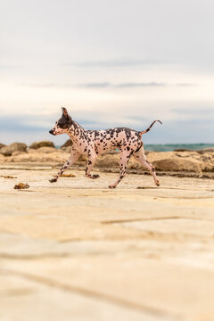 Hairless terrier running on sand with sea and rocks