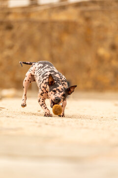 Hairless terrier playing fetch with ball on sandy ground