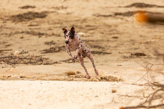 Hairless terrier running on sandy beach in motion