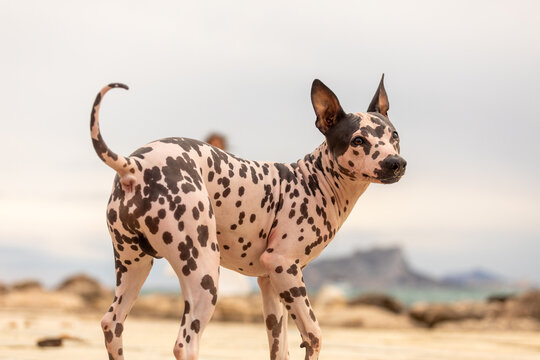 Hairless terrier standing on sandy ground outdoors