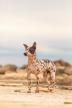 Hairless spotted dog standing on sandy beach at sunrise