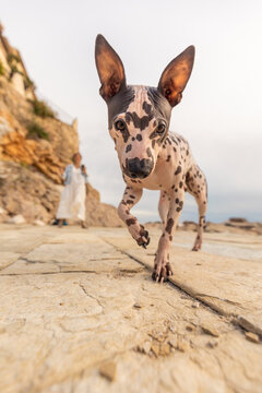 Hairless spotted dog walking on rocky beach at sunset