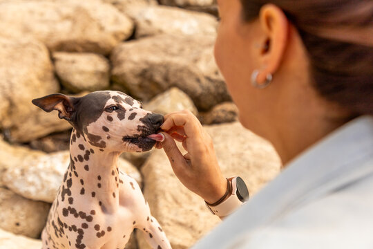 Woman feeding treat to Dalmatian dog by rocky shore