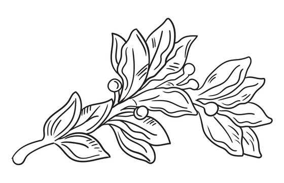 Drawing design element of laurel leaf vector isolated illustration