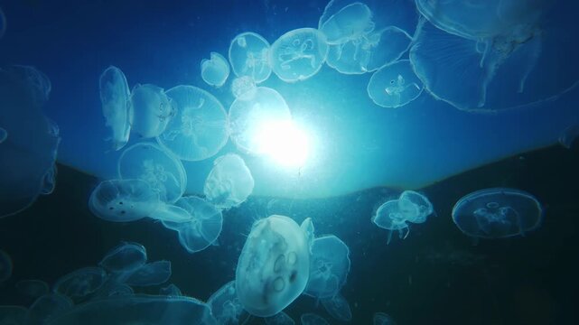 Camera moves back floating through many jellyfish whose transparent bodies are illuminated by bright sunlight against vivid-blue sky, backlit by sun, close-up. Dense bloom of jellies drift undersea