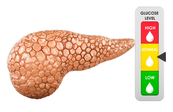 Pancreas with normal glucose level indicator. 3d rendering