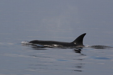 Fototapeta premium Schwertwal - Orca / Killer whale / Orcinus orca