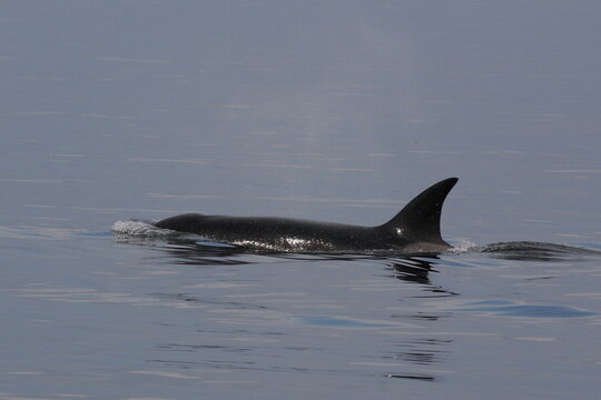 Schwertwal - Orca / Killer whale / Orcinus orca