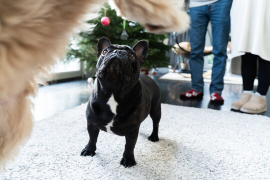 Black French bulldog looking up in home at Christmas time