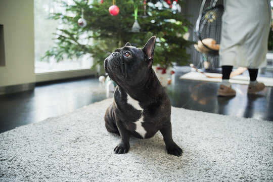French bulldog sitting on rug by Christmas tree at home