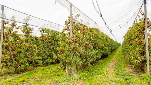 Apple orchard with protective netting in Vaud, Switzerland