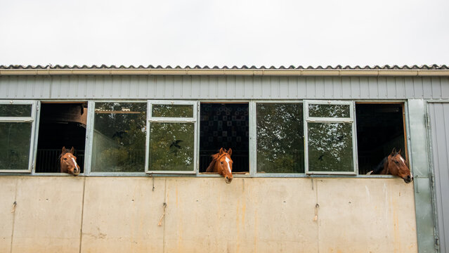 Horses looking out from stable windows in Vaud, Switzerland