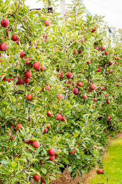 Red apple orchard rows in Vaud, Switzerland countryside