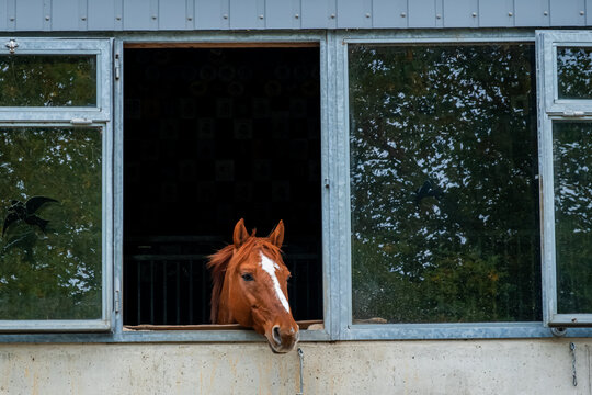 Chestnut horse looking out of stable window in Vaud