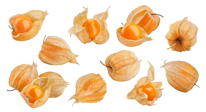 Cape gooseberry, physalis isolated, full depth of field