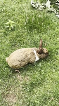 Brown rabbit lying on green grass at Tierpark Fauna zoo in Solingen, Germany