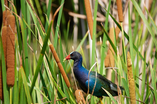 Purple gallinule wading through lush green marsh cattails in a freshwater wetland