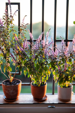 Blooming Thai basil plant bush with small purple aroma flowers in clay pot on windowsill at home. Cultivation homegrown spicy herbs, indoor gardening. Green hobby concept