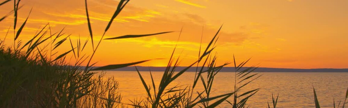 Lakeside mood with reeds and ripples, golden reflections