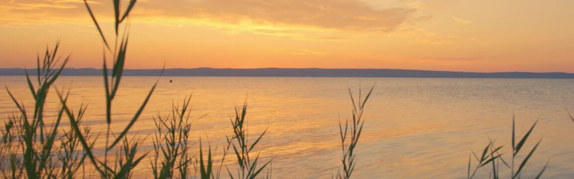 Reed tops moving in breeze, sunset backlight, cinematic